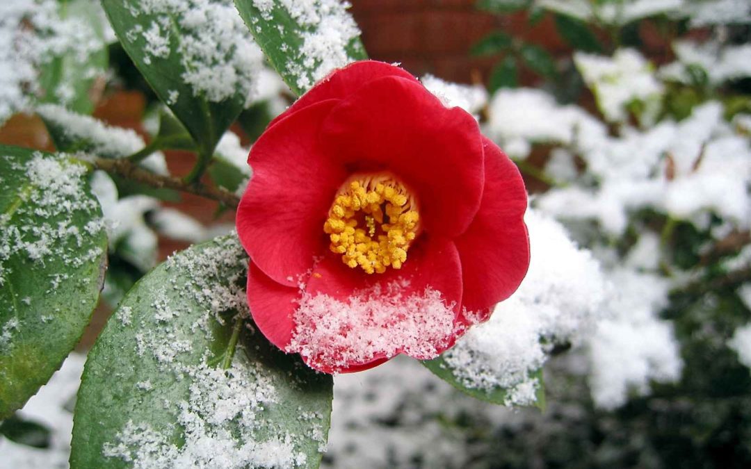Notre sélection de 3 fleurs d’hiver qui résistent au froid