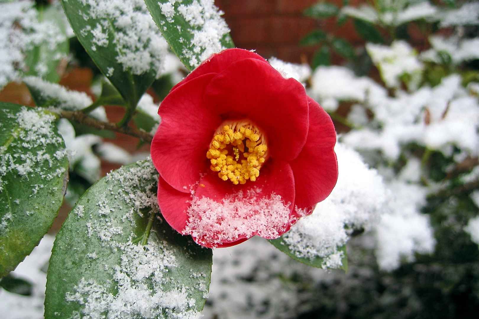 fleur rouge hiver