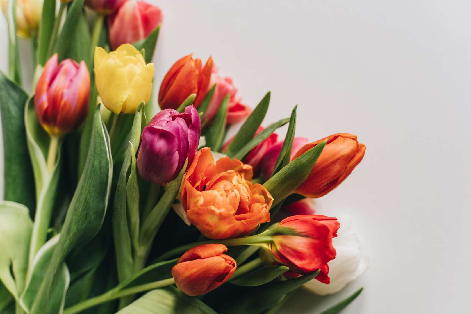 Tulipes, fleurs pour saint valentin