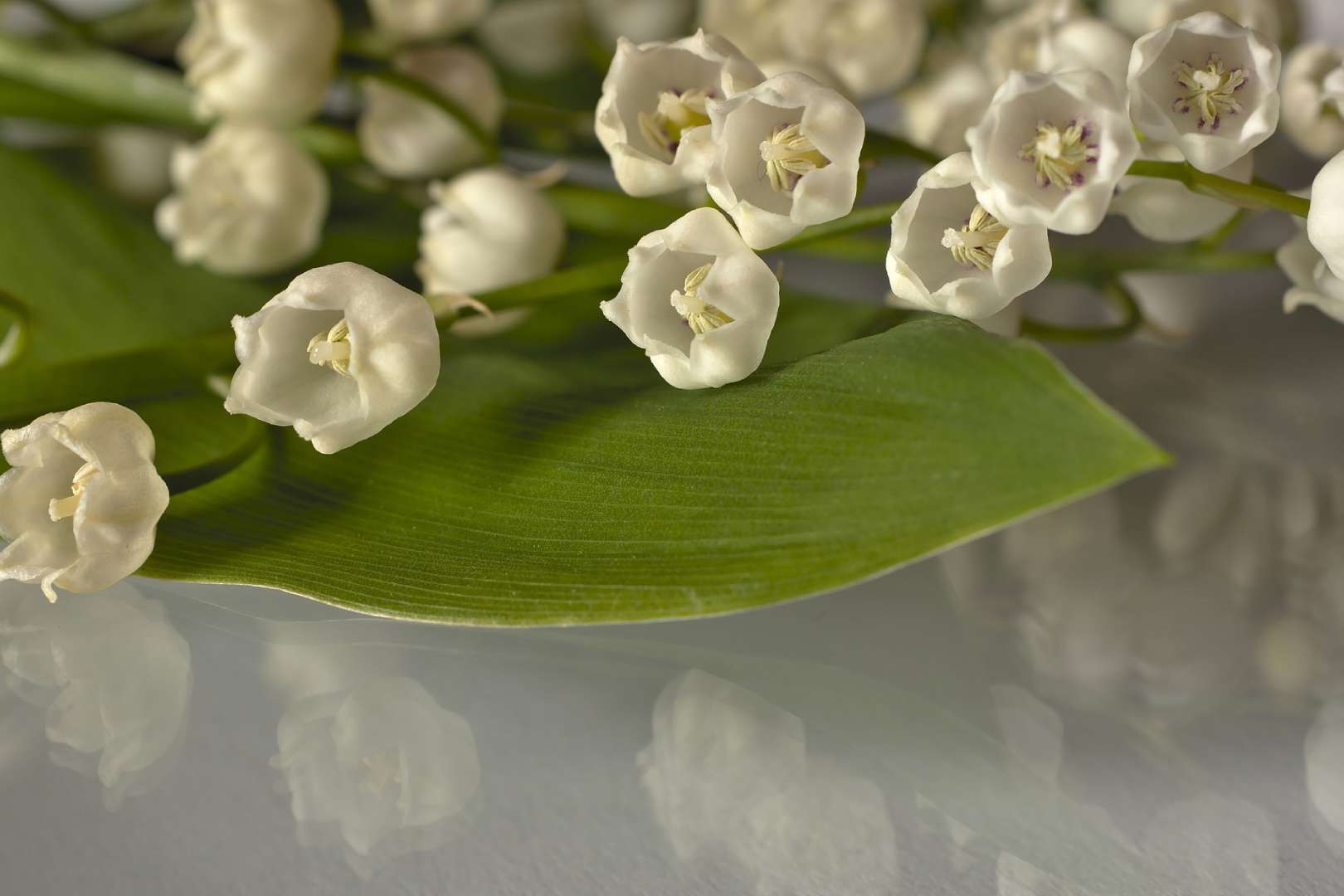 muguet clochettes blanches fleur